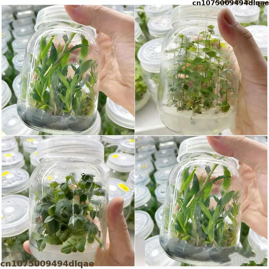 Bubuk Agar Kultur Jaringan Tan - Agar Tissue Culture ulasan dan harga