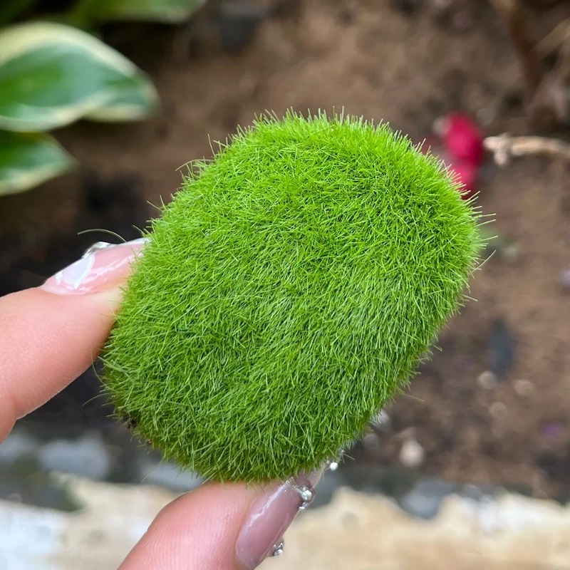 100/5 Buah Batu Lumut Buatan B - Sphagnum Moss Dry ulasan dan harga